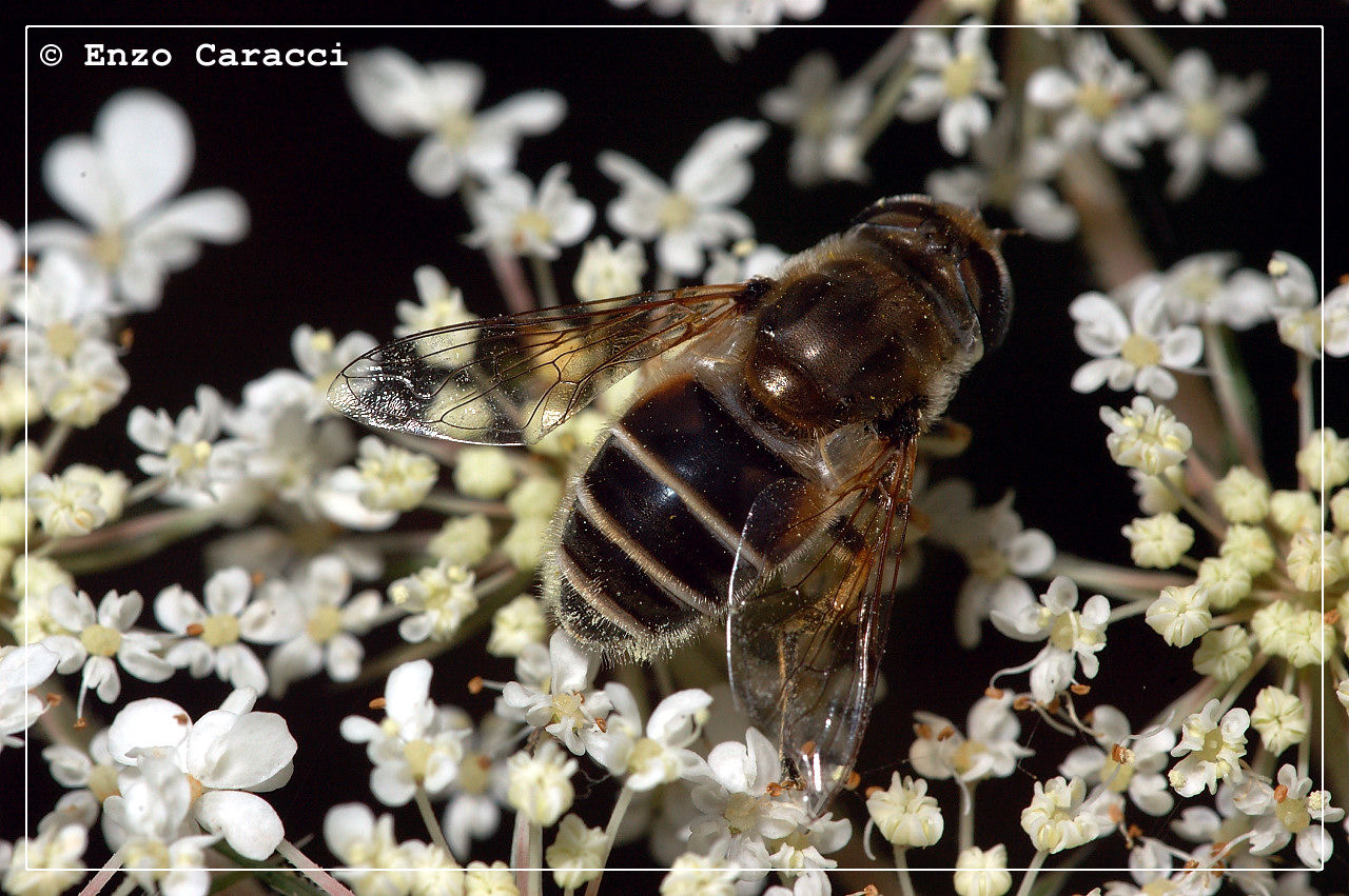 Ancora da identificare: Eristalis